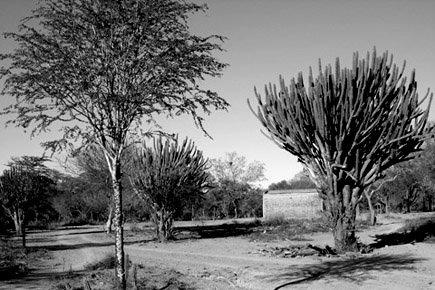 Chaco interior - El Impenetrable